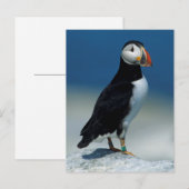 Portret van een Atlantische Puffin Briefkaart (Voorkant / Achterkant)
