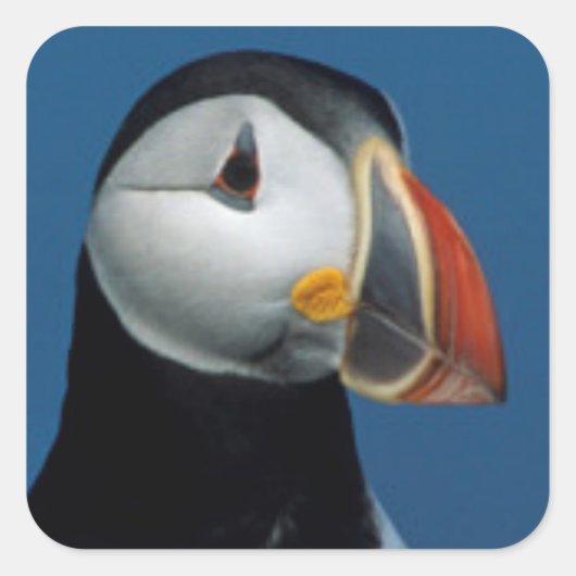 Portret van een Atlantische Puffin Vierkante Sticker (Voorkant)