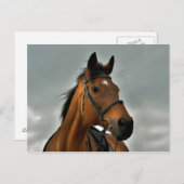 Portret van een baai volbloed briefkaart (Voorkant / Achterkant)