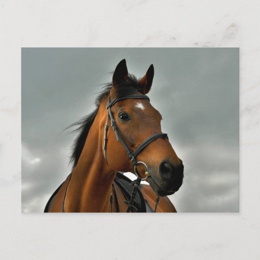 Portret van een baai volbloed briefkaart (Voorkant)