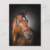 Portret van een baaivolbloed briefkaart (Voorkant)