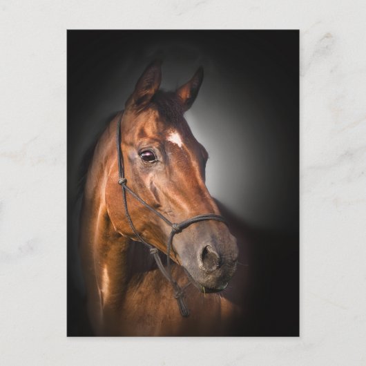 Portret van een baaivolbloed briefkaart (Voorkant)