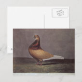 Portret van een baardduif briefkaart (Voorkant / Achterkant)