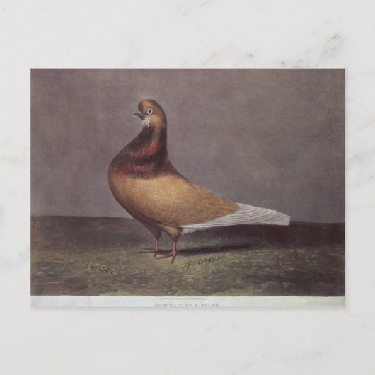 Portret van een baardduif briefkaart (Voorkant)