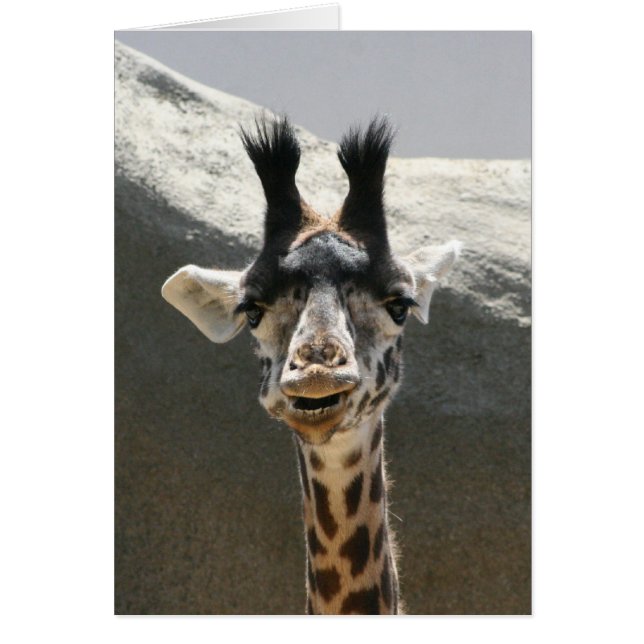 Portret van een Baby Giraffe (Voorkant)