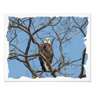 Portret van een Bald Eagle Foto Afdruk