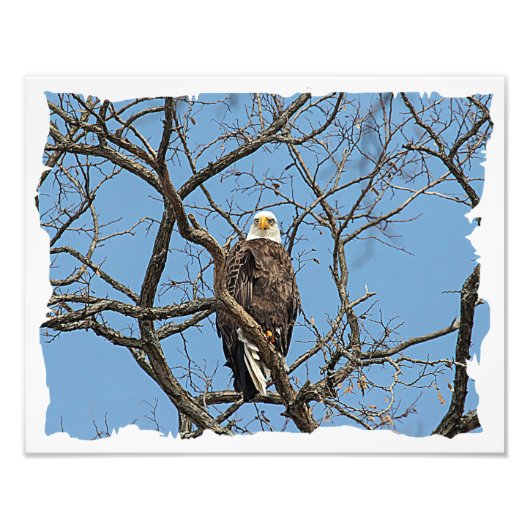 Portret van een Bald Eagle Foto Afdruk (Voorkant)