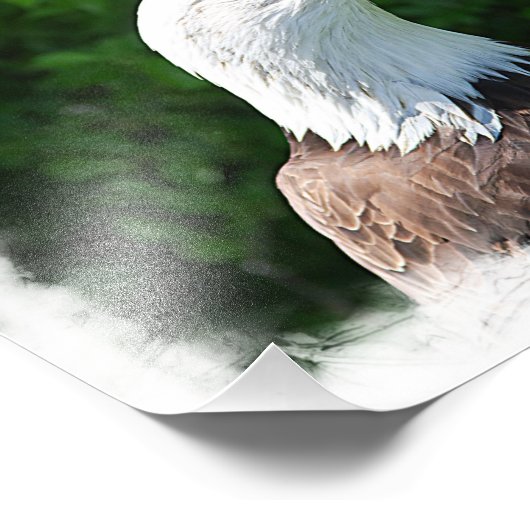 Portret van een Bald Eagle Foto Afdruk (Hoek)