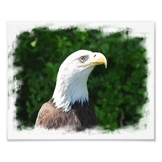 Portret van een Bald Eagle Foto Afdruk (Voorkant)