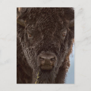 Portret van een bizonstier in de regen briefkaart