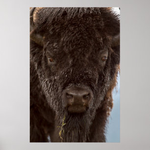 Portret van een bizonstier in de regen poster