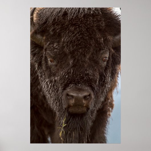 Portret van een bizonstier in de regen poster (Voorkant)