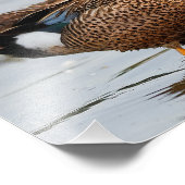 Portret van een Blauwgroen blauw-Winged Foto Afdruk (Hoek)