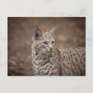 Portret van een Bobcat Briefkaart