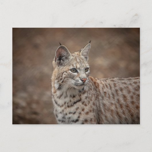 Portret van een Bobcat Briefkaart (Voorkant)