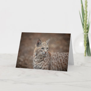 Portret van een Bobcat Kaart