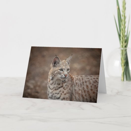 Portret van een Bobcat Kaart (Voorkant)