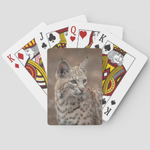 Portret van een Bobcat Pokerkaarten