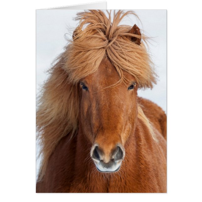 Portret van een bruin IJslands paard (Voorkant)