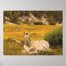 Portret van een buckskin veulen