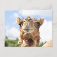 Portret van een Camel