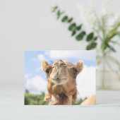 Portret van een Camel Briefkaart (Staand voorkant)