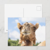 Portret van een Camel Briefkaart (Voorkant / Achterkant)