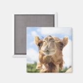 Portret van een Camel Magneet (Voorkant / Achterkant)