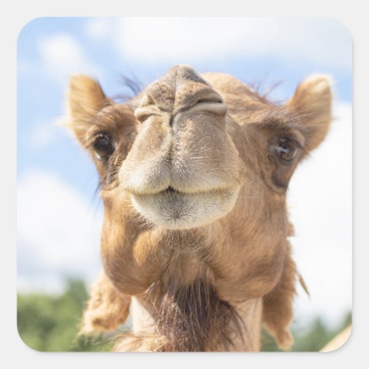 Portret van een Camel Vierkante Sticker (Voorkant)
