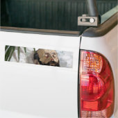 Portret van een dodelijk Man (sterfte en dood) (ar Bumpersticker (Op Truck)