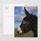 Portret van een Donkey Briefkaart (Voorkant / Achterkant)