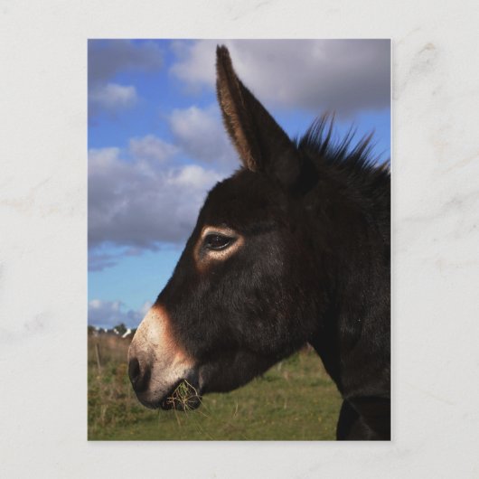 Portret van een Donkey Briefkaart (Voorkant)