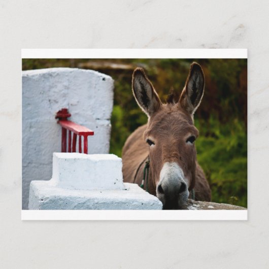 Portret van een Donkey in Ierland Briefkaart (Voorkant)