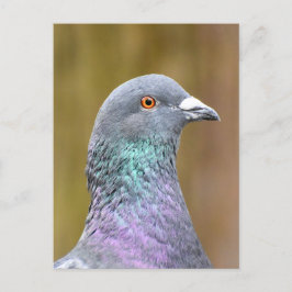 Portret van een duif briefkaart
