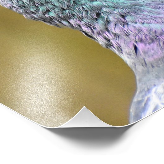 Portret van een duif foto afdruk (Hoek)