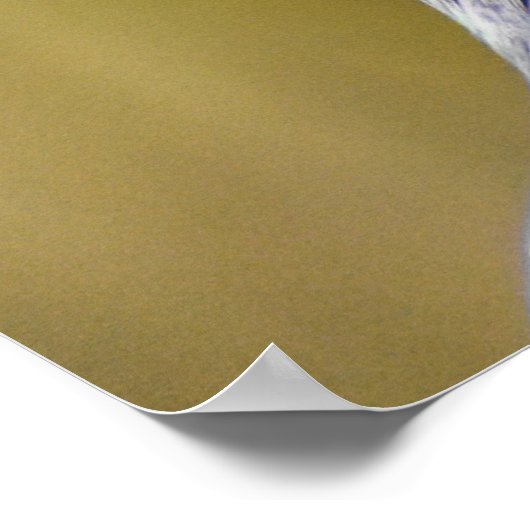 Portret van een duif poster (Hoek)