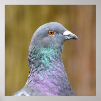 Portret van een duif