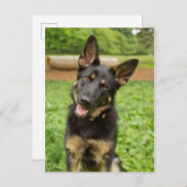 Portret van een Duitse herder Briefkaart (Voorkant / Achterkant)