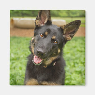 Portret van een Duitse herder Magneet