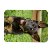 Portret van een Duitse herder Magneet (Horizontaal)