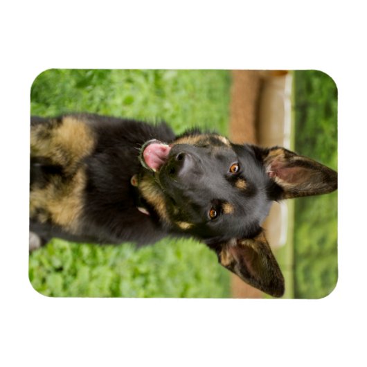 Portret van een Duitse herder Magneet (Horizontaal)