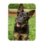 Portret van een Duitse herder Magneet (Verticaal)