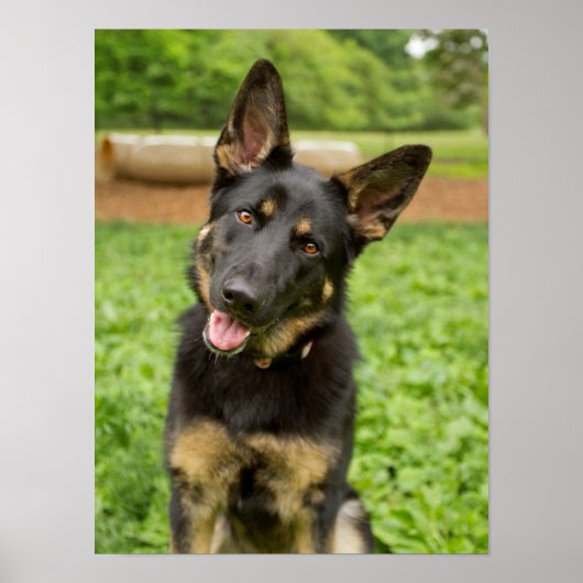 Portret van een Duitse herder Poster (Voorkant)