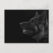 Portret van een duitse herderhond briefkaart (Voorkant)
