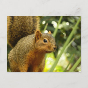 Portret van een Eekhoorn Natuur Dierenfotografie Briefkaart