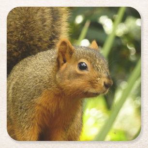 Portret van een eekhoorn Natuur Dierenfotografie Kartonnen Onderzetters