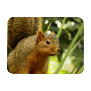 Portret van een eekhoorn Natuur Dierenfotografie Magneet