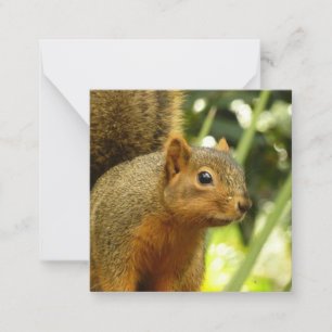 Portret van een eekhoorn Natuur Dierenfotografie Notitiekaartje