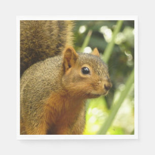 Portret van een eekhoorn Natuur Dierenfotografie Servet