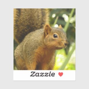 Portret van een eekhoorn Natuur Dierenfotografie Sticker
